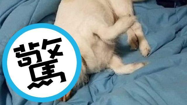 日網流傳一張「羊豬怪」奇特物種照。(翻攝自netgeek)