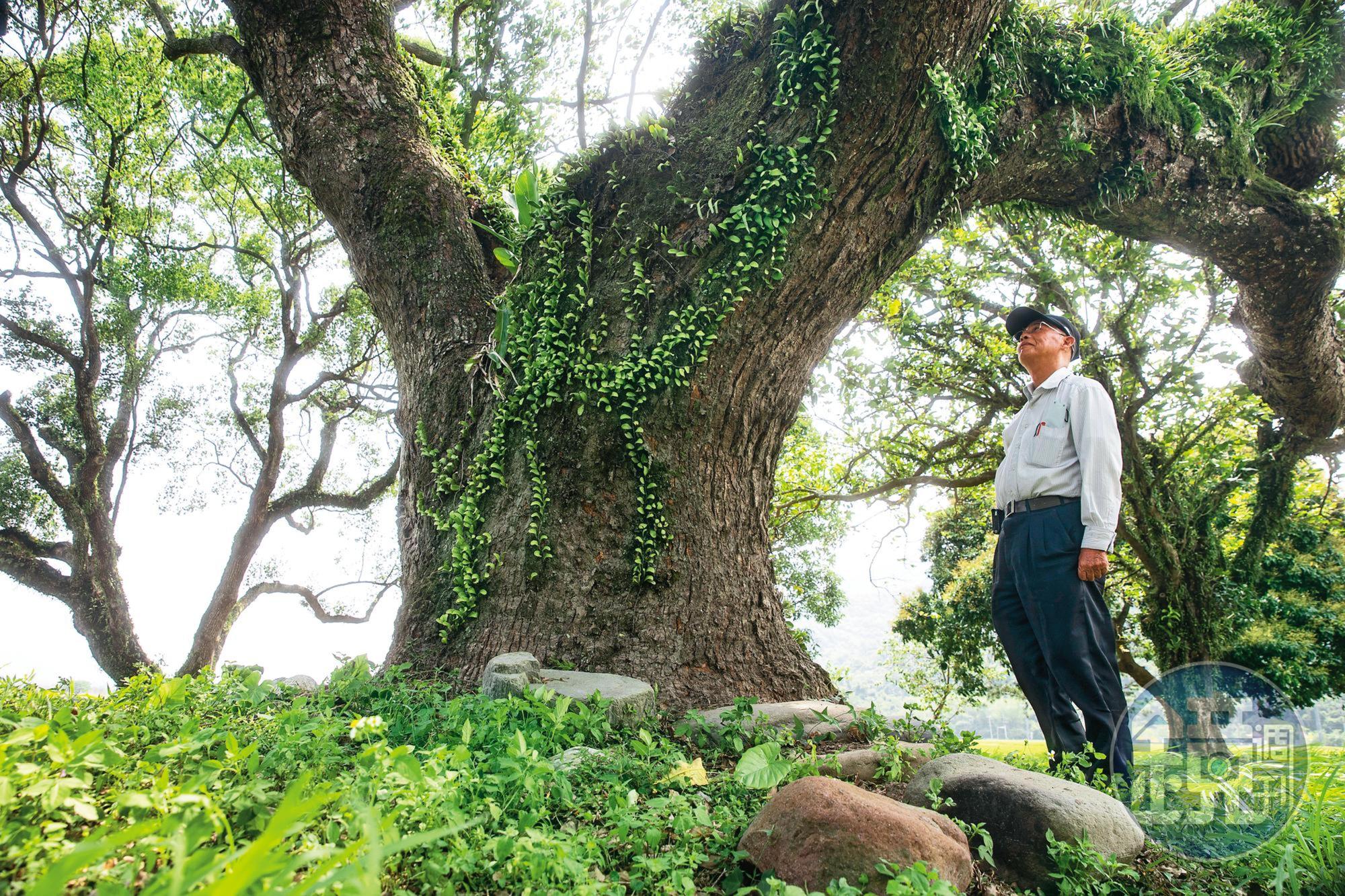 連家古厝有8棵大樟樹,這棵的樹齡超過300年,連洪德常對它說話。