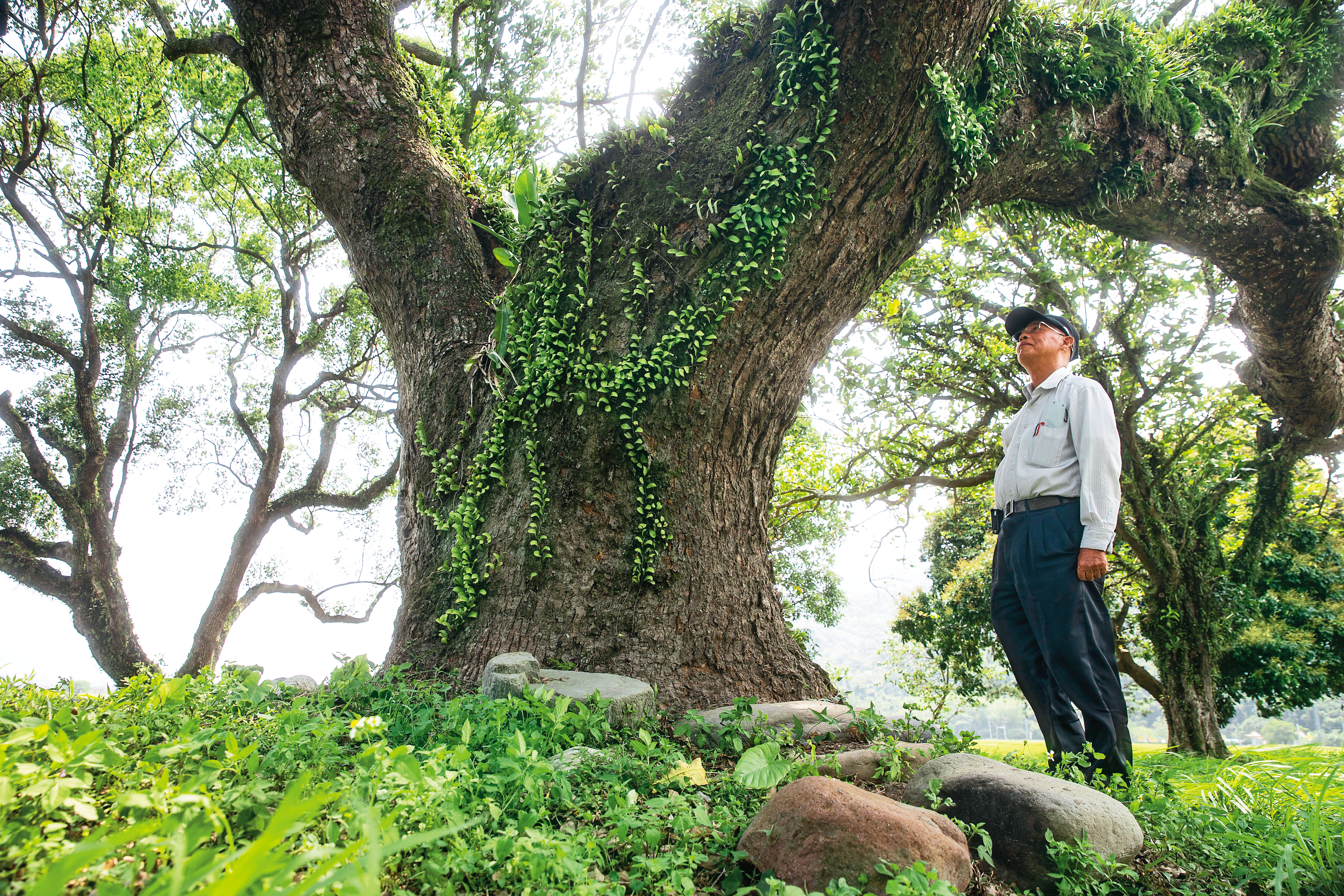 連家古厝有8棵大樟樹，這棵的樹齡超過300年，連洪德常對它說話。