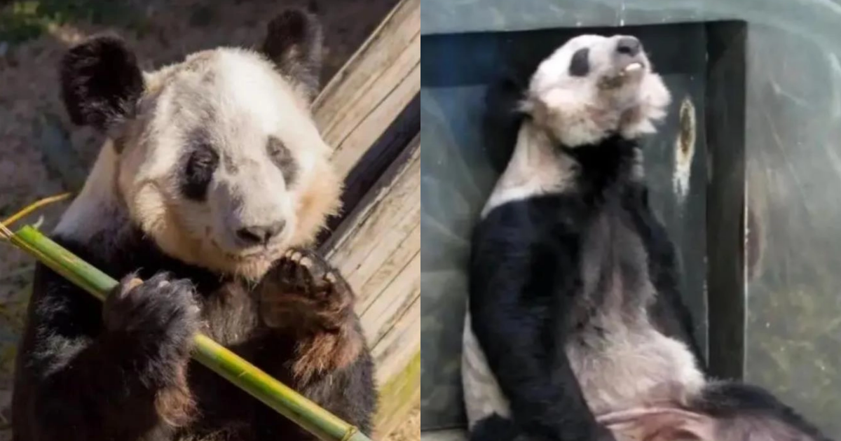 旅居美國20年的大貓熊丫丫疑似遭到虐待狀態不佳，但中美官方都否認。（翻攝自百度）