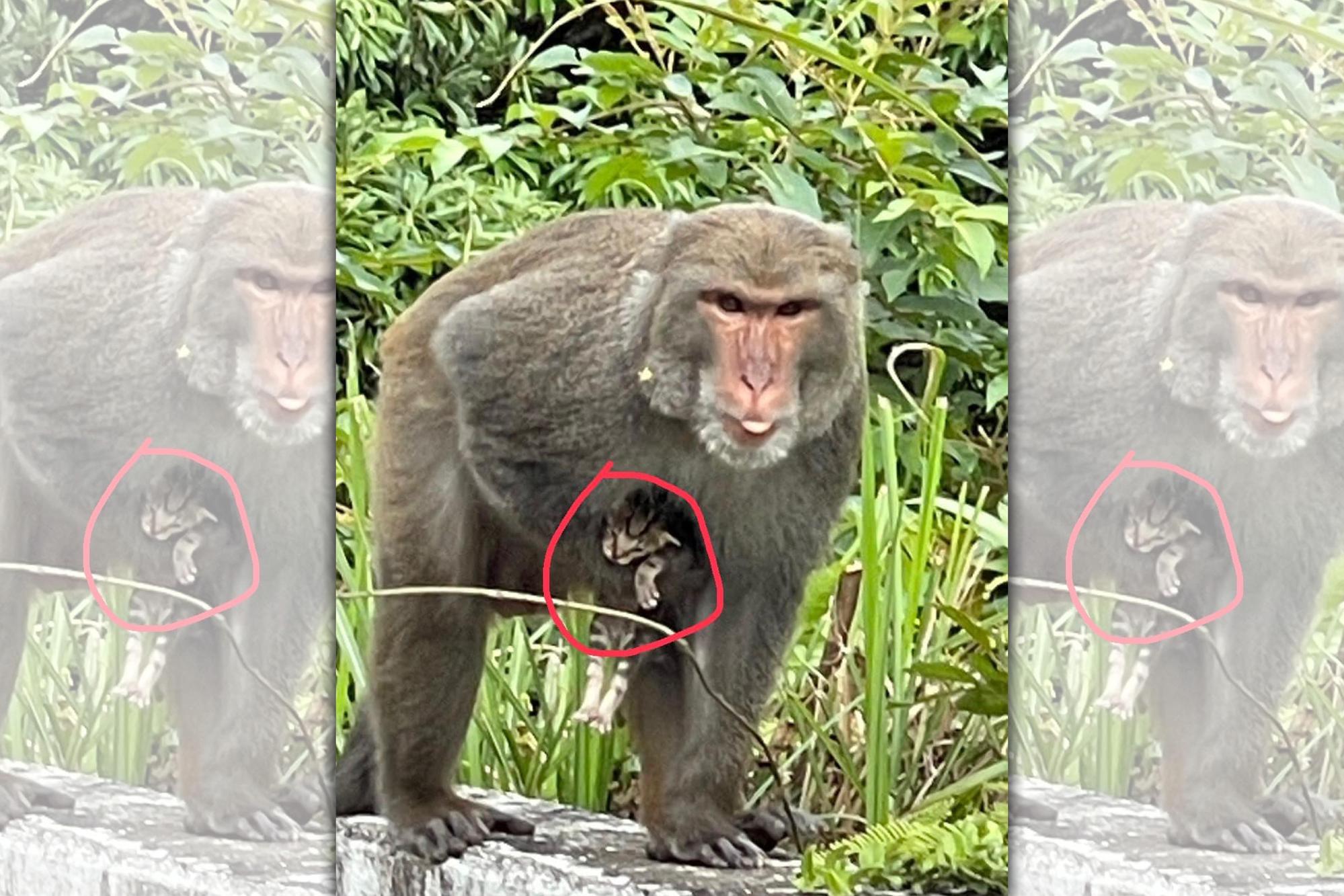 新北汐止區一隻獼猴緊抓著小奶貓不放。（翻攝自貓咪也瘋狂俱樂部 CrazyCat club）