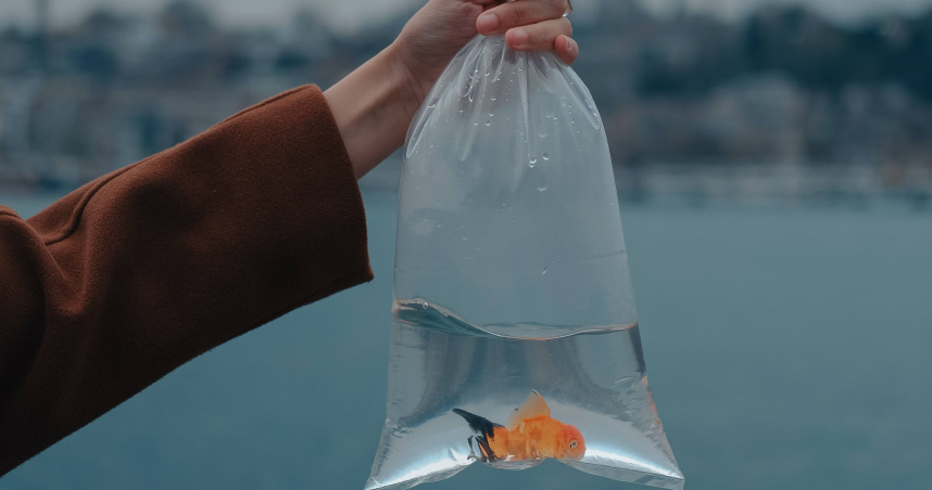 行政院農委會日前預告《動物保護法》將擴大修正草案，晚間再反轉改為可撈金魚、烏龜。（翻攝自Pexels）