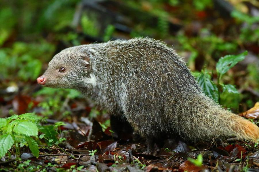 食蟹獴在台灣保育類野生動物名錄中被定義為珍貴稀有野生動物,近日卻被發現在國家公園內啃食垃圾。示意圖,非當事食蟹獴。(翻攝自臺灣物種名錄,張雲通)