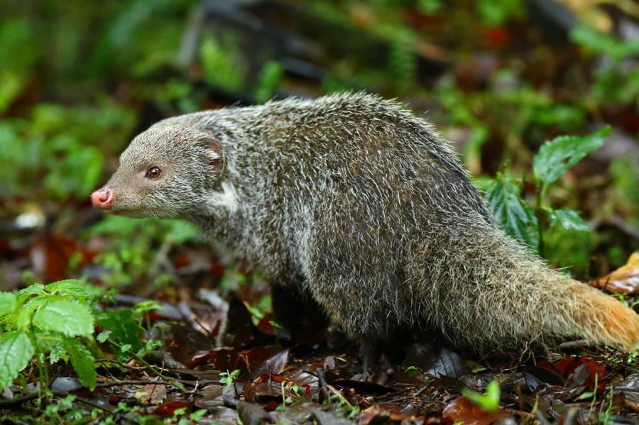 食蟹獴在台灣保育類野生動物名錄中被定義為珍貴稀有野生動物，近日卻被發現在國家公園內啃食垃圾。示意圖，非當事食蟹獴。（翻攝自臺灣物種名錄，張雲通）