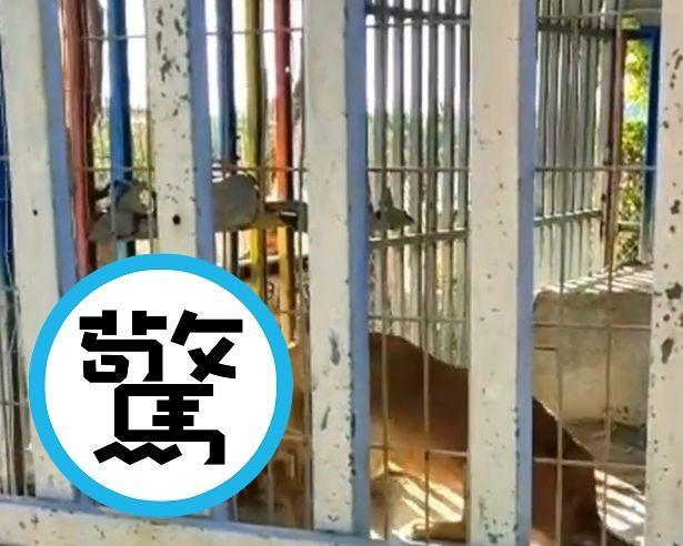 屁孩翻越護欄玩獅子，沒有下次了！直接被當「人肉排」遭狠咬爆血慘死。（翻自《每日星報》）