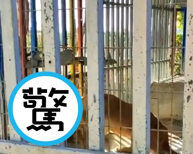 屁孩翻越護欄玩獅子，沒有下次了！直接被當「人肉排」遭狠咬爆血慘死。（翻自《每日星報》）