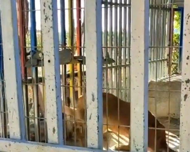 伊克泰特被獅子狠咬慘死。（翻自《每日星報》）