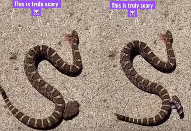 一段響尾蛇斷頭後自咬的影片在網路上瘋傳。（示意圖，Pexels）