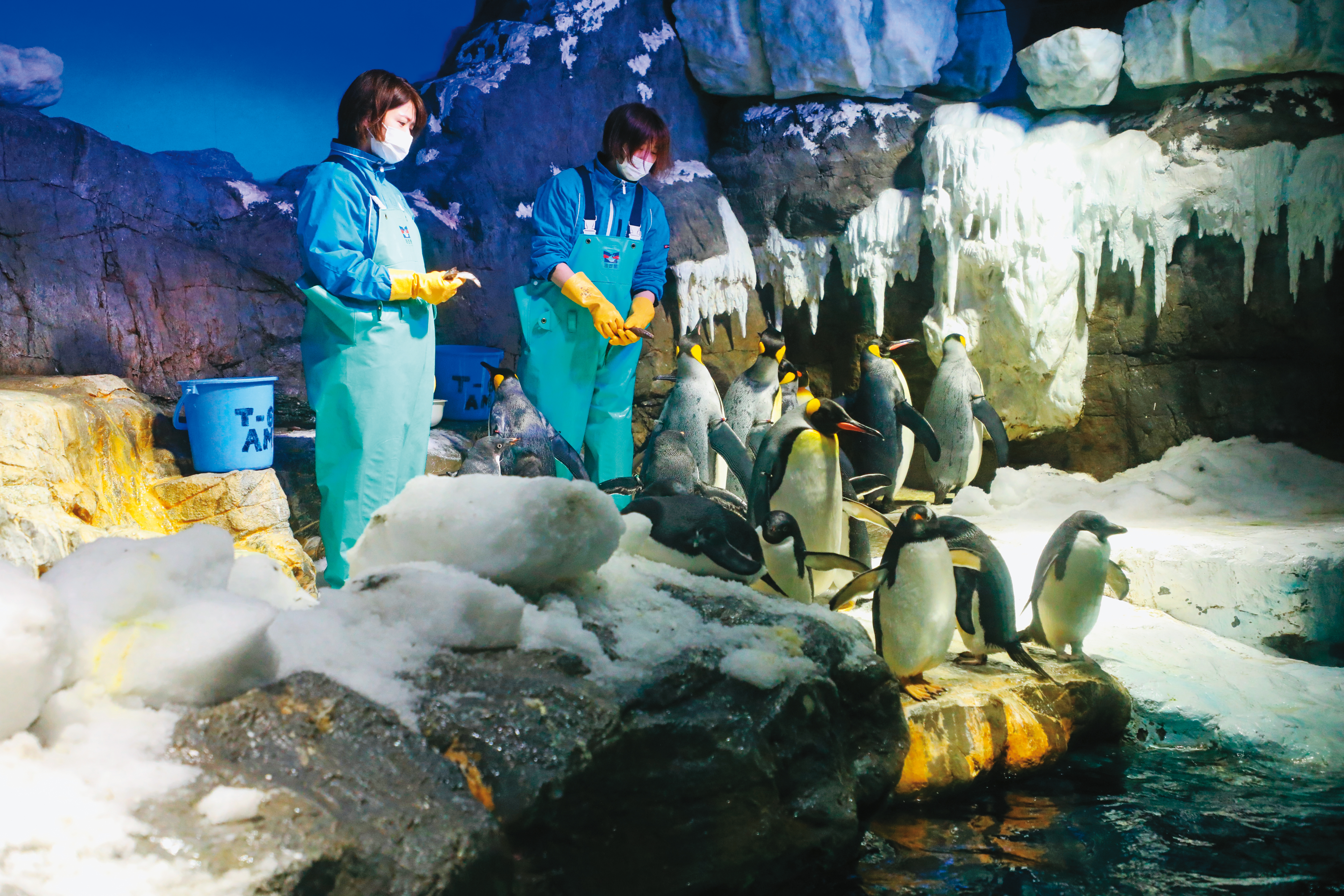 來到「海遊館」，可親眼看到南極大陸的企鵝們，噗通噗通地往海裡跳，動作十分靈活。