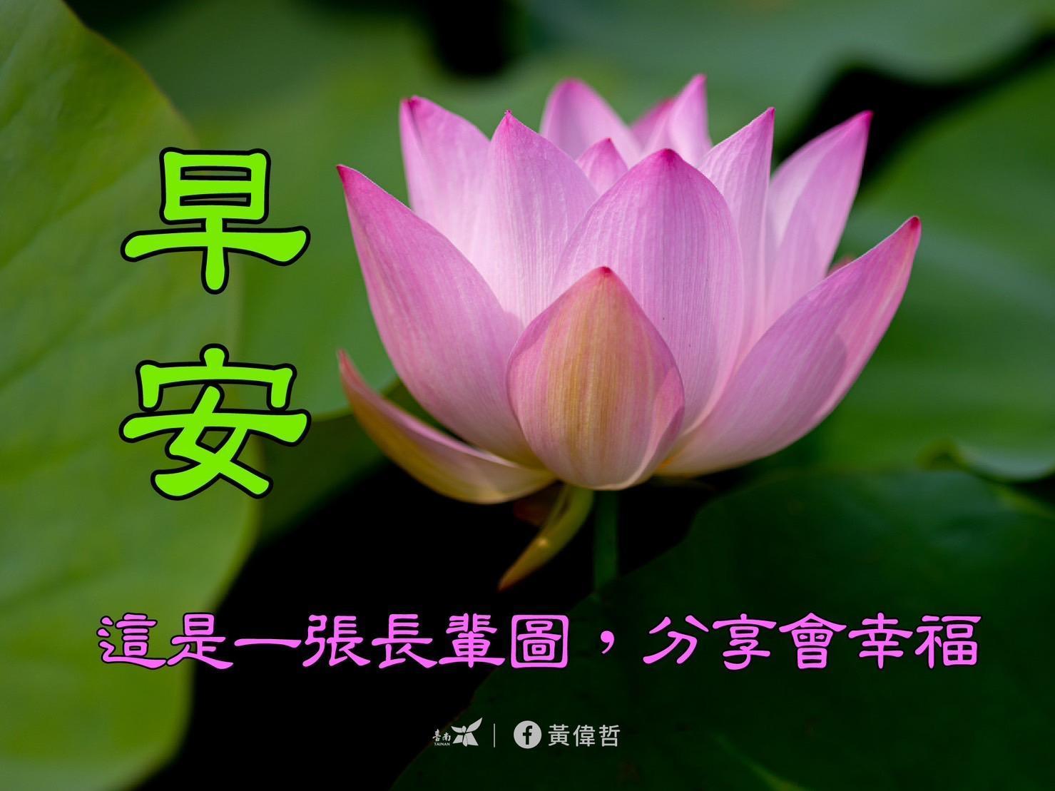 台南市長黃偉哲在臉書貼上一系列白河蓮花的早安長輩圖，另類宣傳5月開幕的「白河蓮花季」，引發網友討論。（翻攝臉書）
