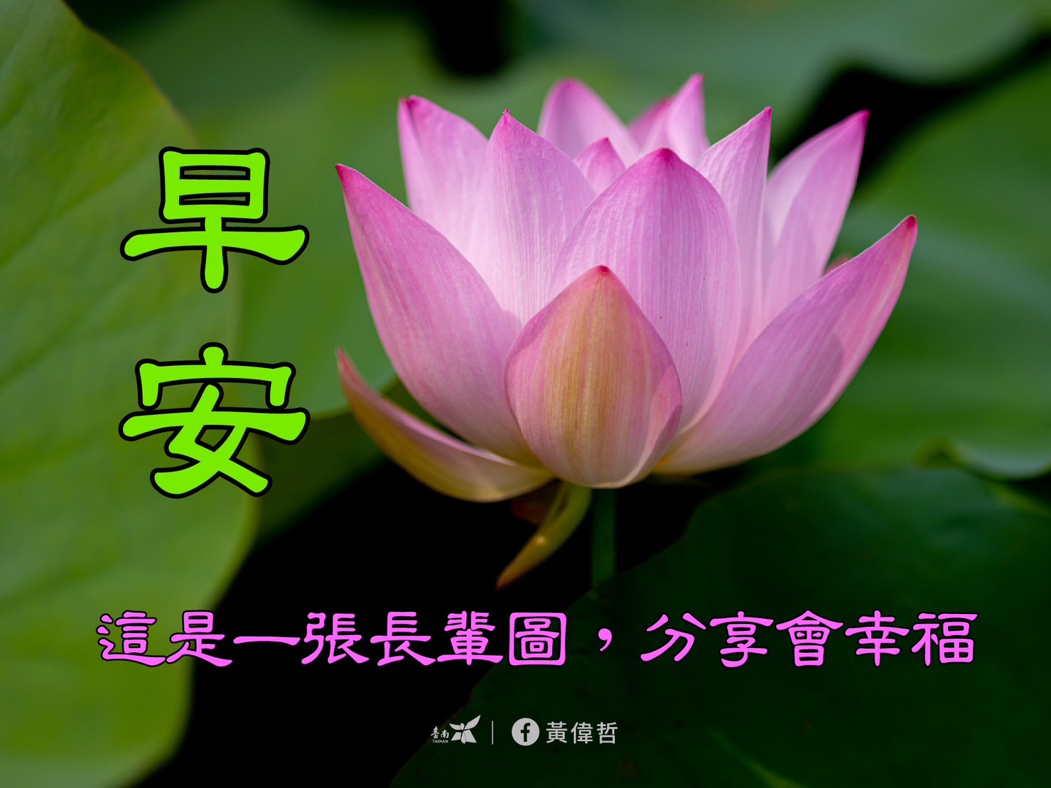 台南市長黃偉哲在臉書貼上一系列白河蓮花的早安長輩圖，另類宣傳5月開幕的「白河蓮花季」，引發網友討論。（翻攝臉書）