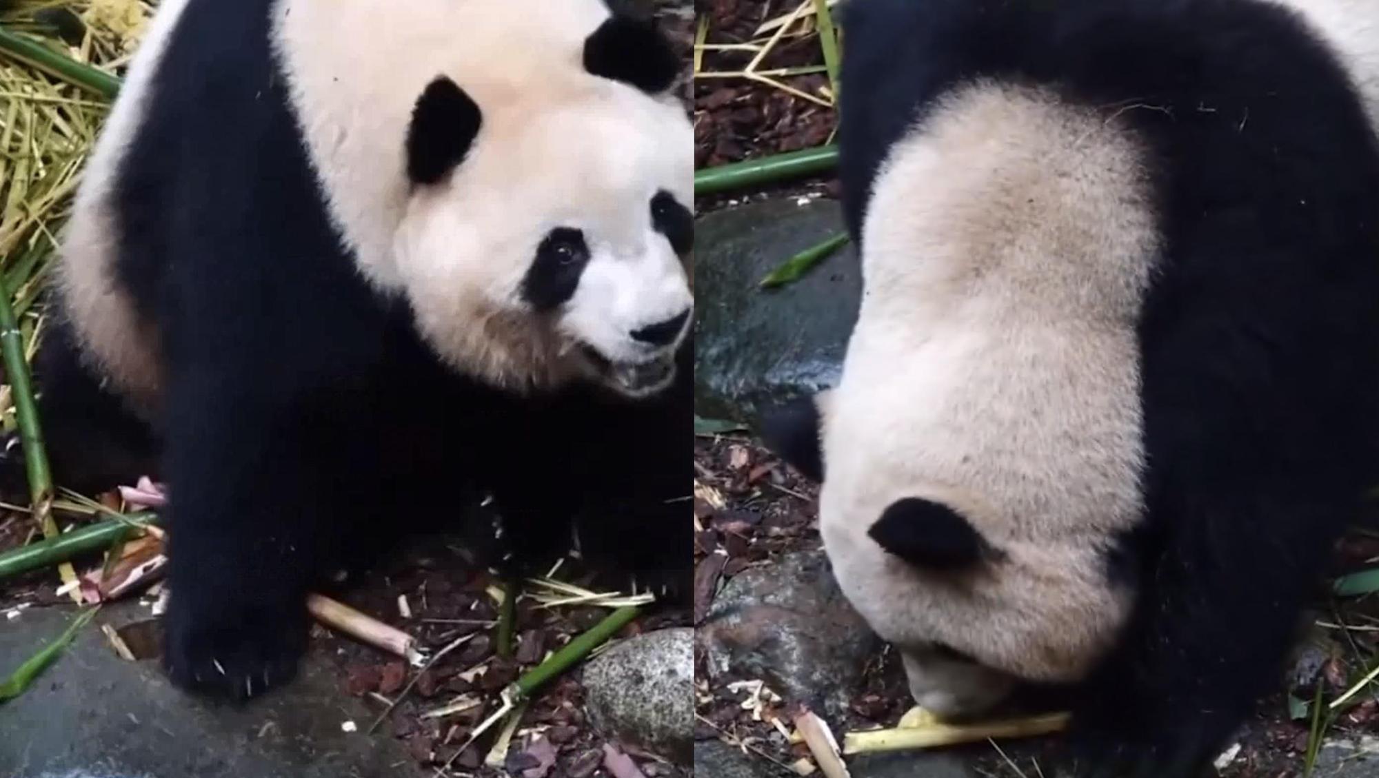 中國一名大媽將啃食過的玉米丟給園區內的大熊貓。(翻攝自澎湃新聞)