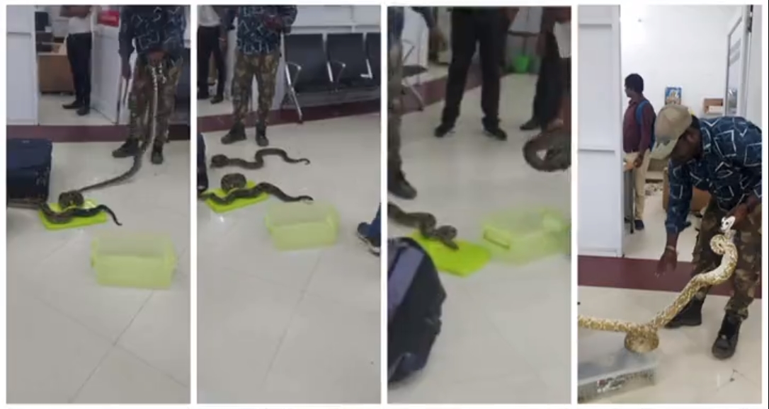 印度的金奈機場近日查獲一名大馬女子，竟攜帶22條蛇入境。（翻攝自@cbic_india Twitter）