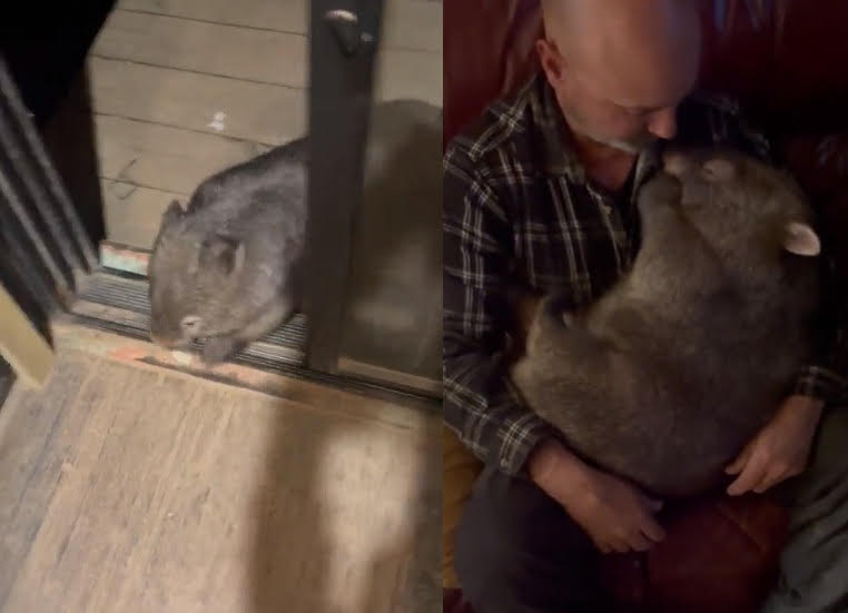 澳洲一隻可愛袋熊每晚熟門熟路來到該名住戶家中，討抱撒嬌。（翻攝推特@ak215）