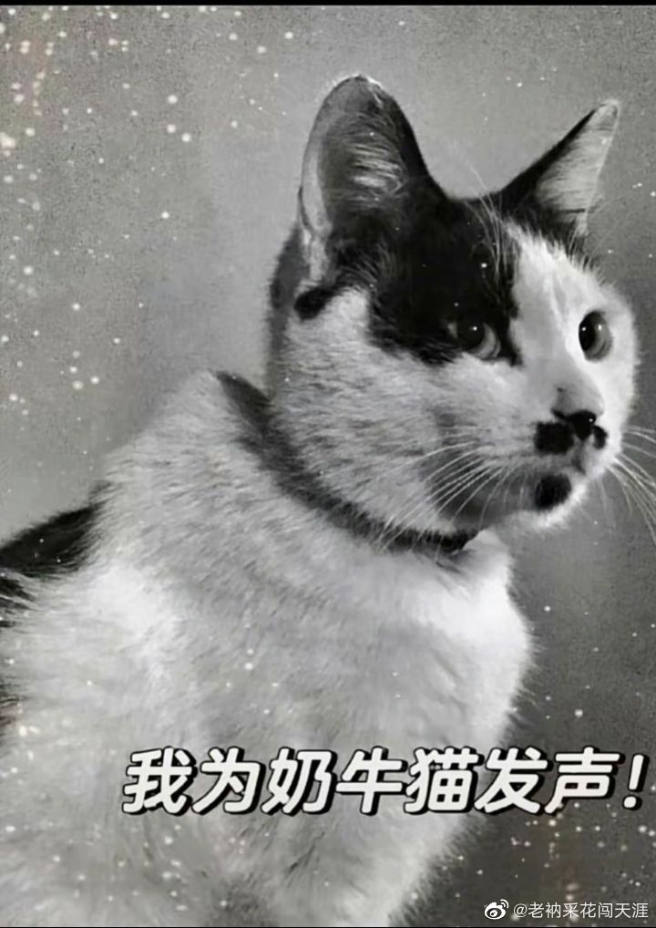 被徐志輝虐死的乳牛貓。(翻攝自微博)