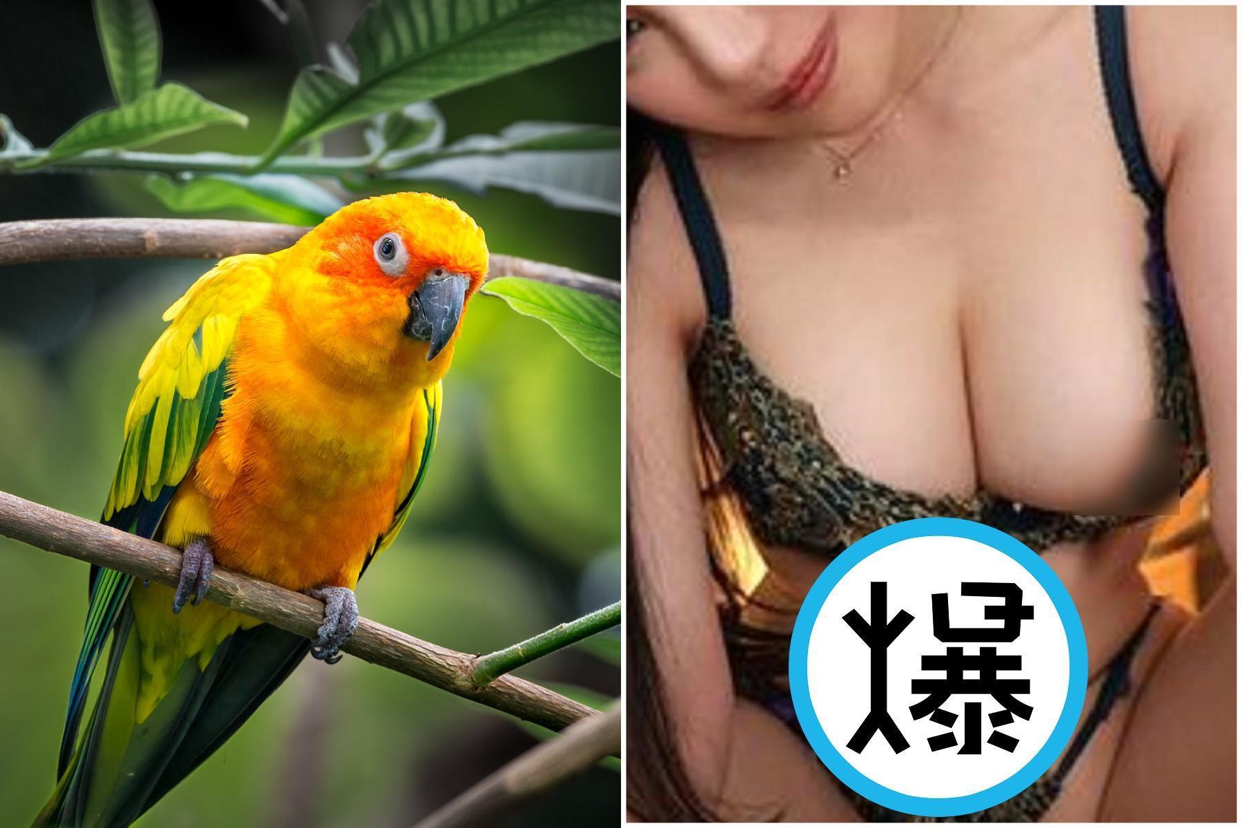 淫蕩鸚鵡引爆「是姦情」!喊鹹濕情話嚇壞人妻,意外揭發老公偷吃家政婦。(示意圖)