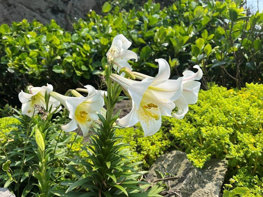 基隆嶼的鐵炮百合，每年4月中旬至5月中旬遍地盛開。（無人機產業創新基地提供）