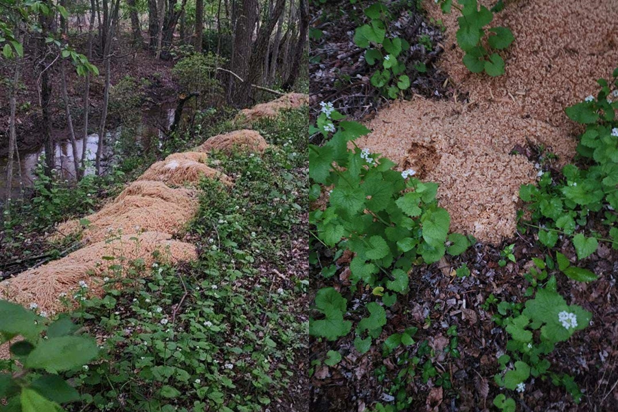 美國紐澤西州的老橋鎮的一處溪邊近日出現驚人景象，竟然有人違法傾倒大量義大利麵和通心粉。（翻攝自Nina Jochnowitz for Old Bridge臉書）