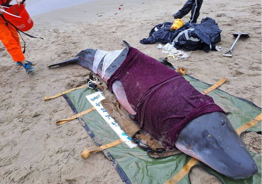 昨天有隻小抹香鯨擱淺新北市萬里區白宮行館沙灘，隨後牠就停止呼吸心跳不幸死亡。（翻攝自海洋委員會海洋保育署臉書）