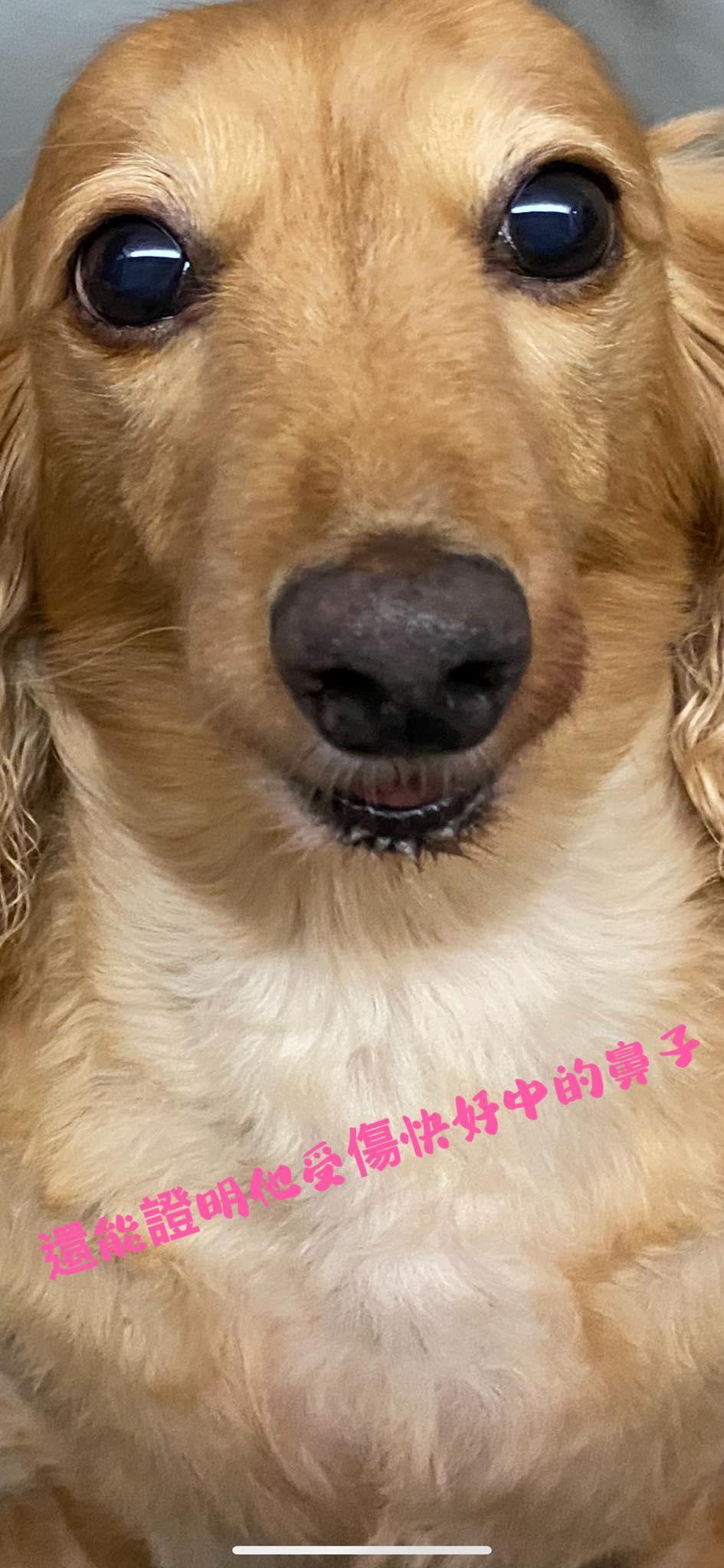 小甜甜曬出愛犬正面照。（翻攝自小甜甜臉書）