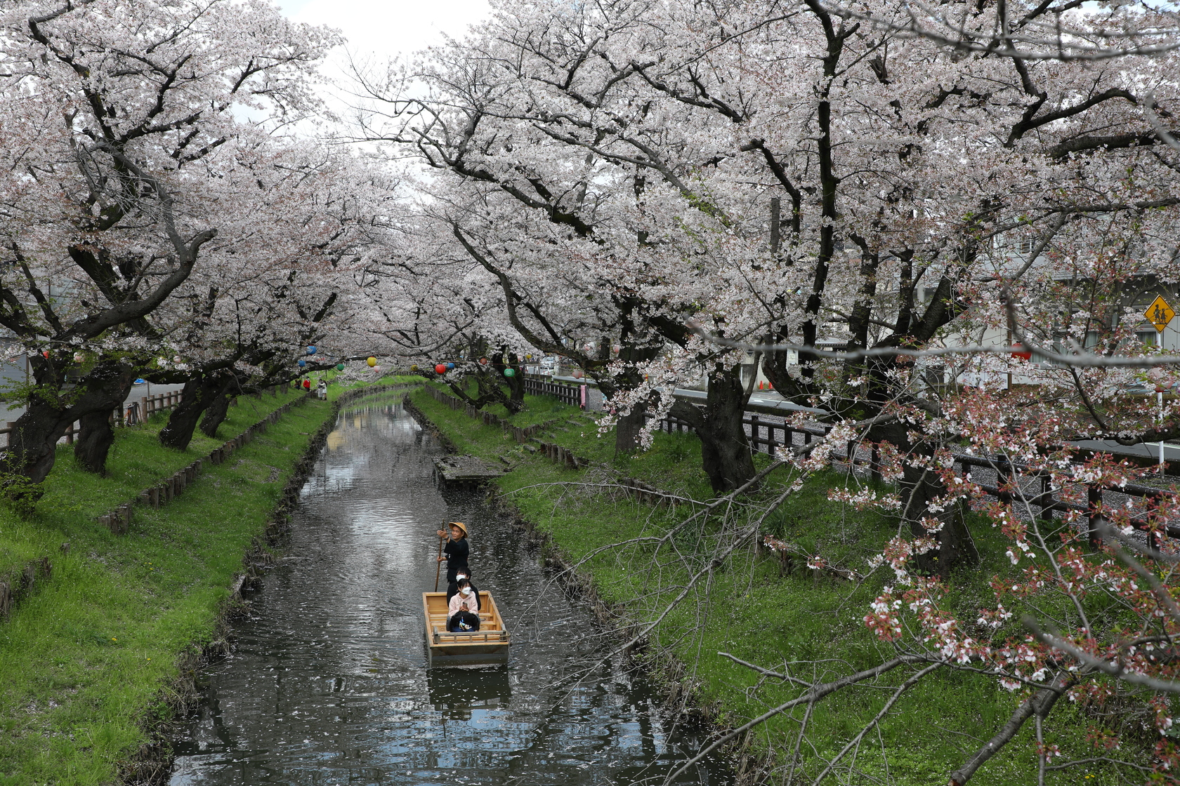 造訪冰川神社時，新河岸川兩旁的櫻花正值滿開小舟緩緩駛入季節美景中。