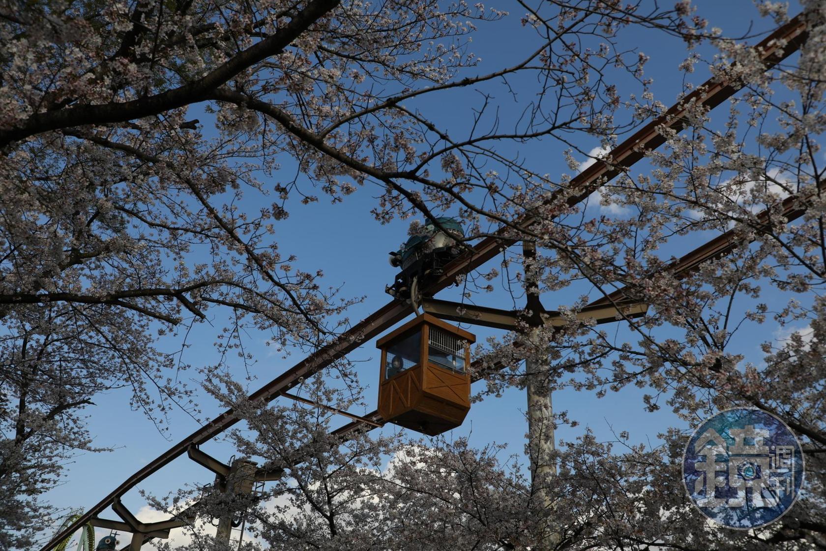 單軌空中纜車載著遊客穿梭櫻花林中，身在其中夢幻無比。