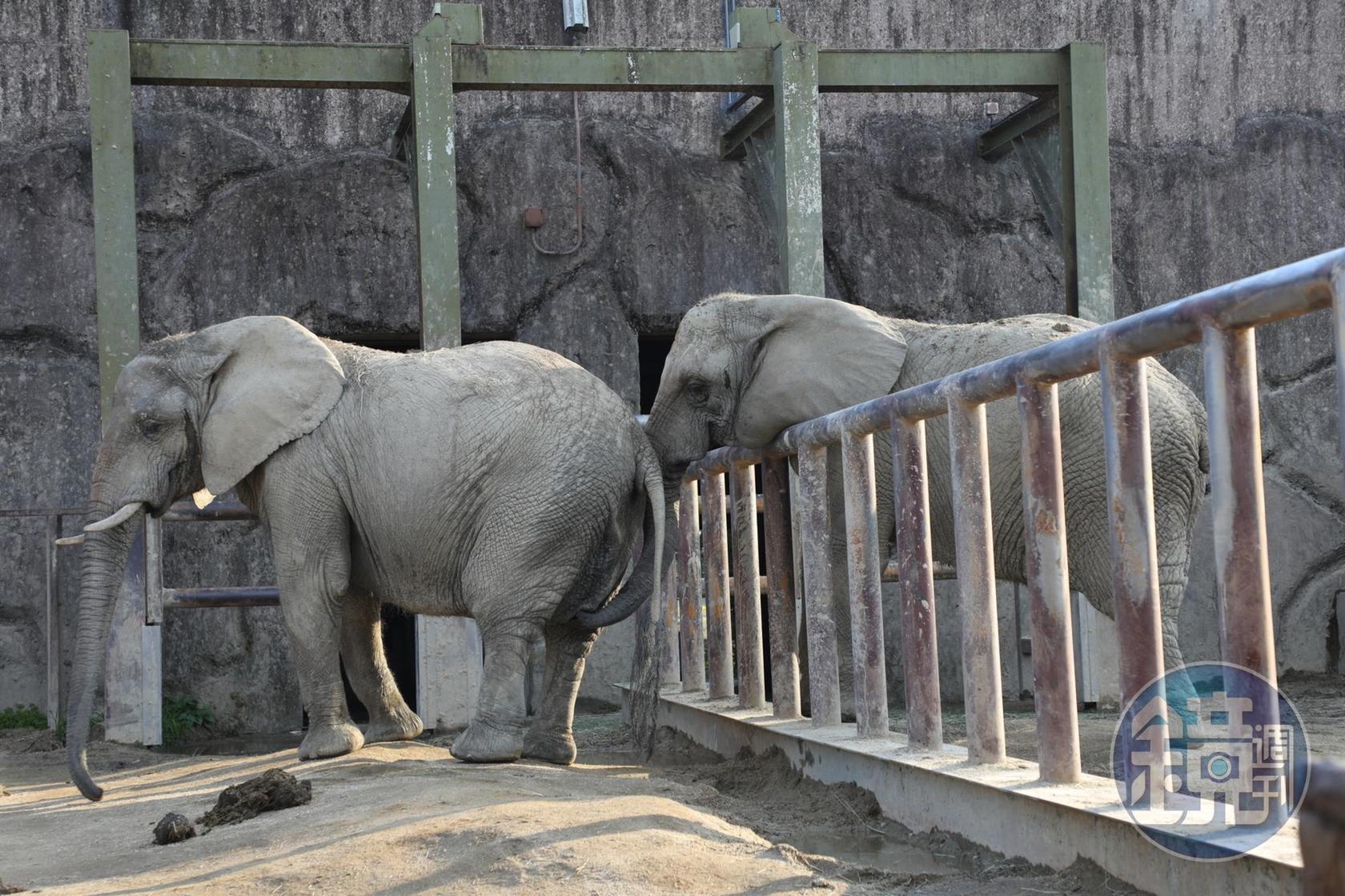 其他像是大象、長頸鹿等等較常見的動物，這裡也看得到。