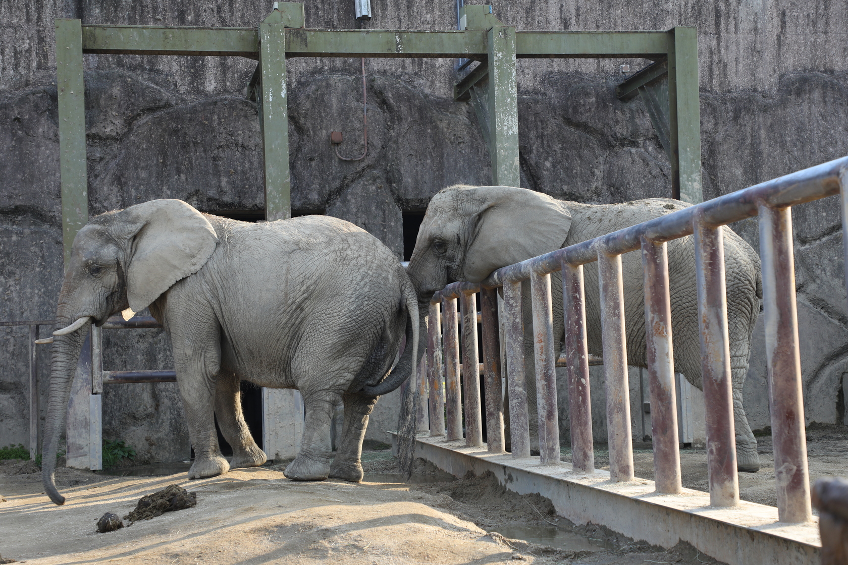 其他像是大象、長頸鹿等等較常見的動物，這裡也看得到。