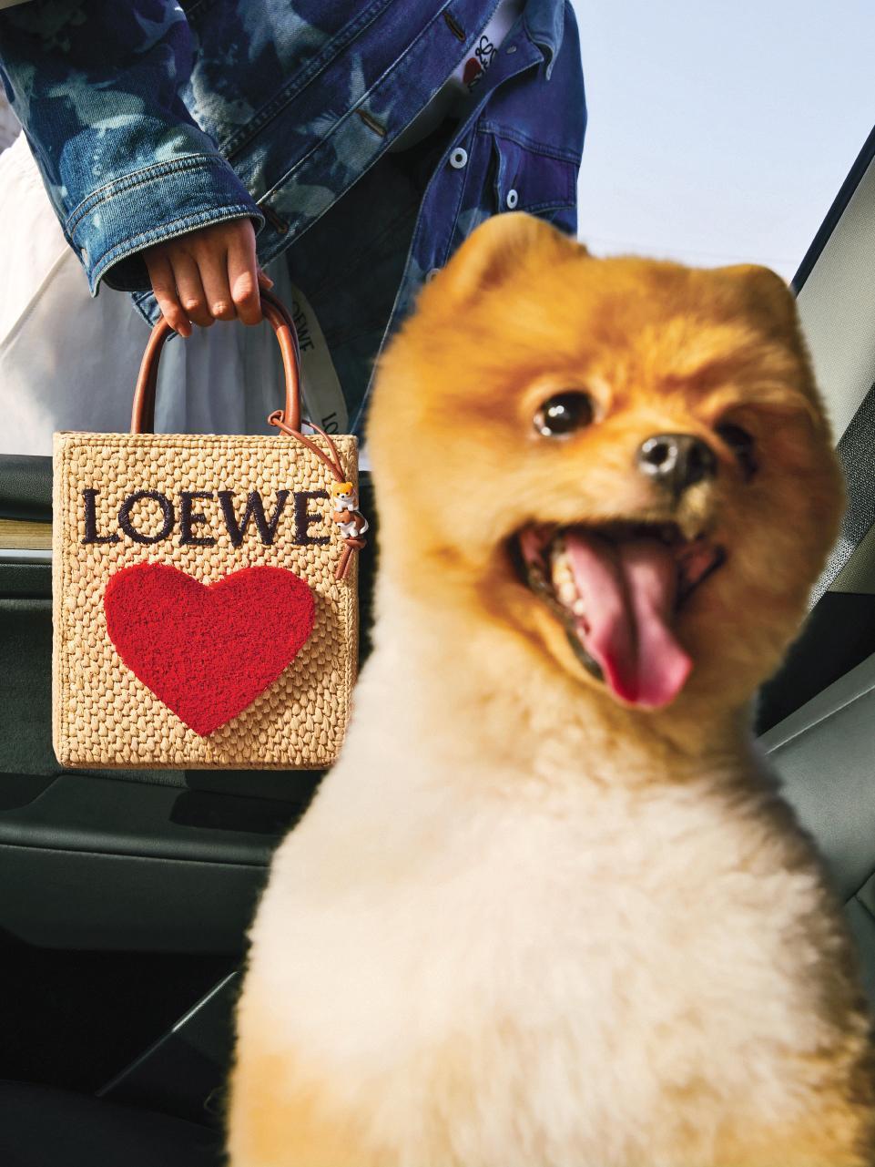 LOEWE 520情人節特別企劃有令人融化的可愛博美入鏡。編織大愛心酒椰葉纖維托特包。NT$53,000(LOEWE提供)