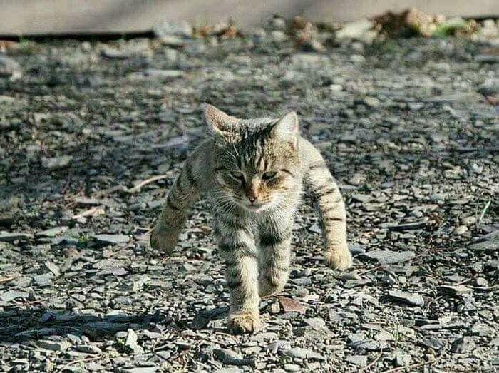 遊戲中「Walking Cat」原型，是一隻因拍攝角度、彷彿站立行走的霸氣貓老大。（翻攝自Twitter）