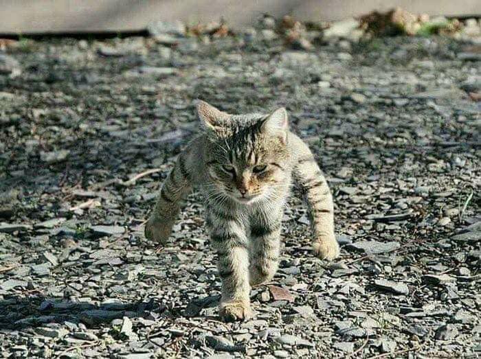 遊戲中「Walking Cat」原型,是一隻因拍攝角度、彷彿站立行走的霸氣貓老大。(翻攝自Twitter)