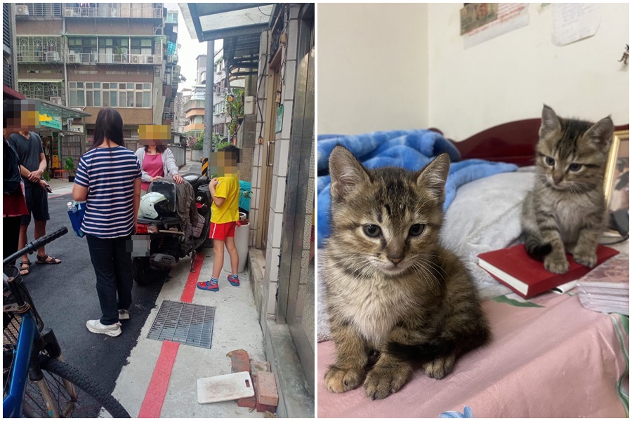 台北市驚傳一件當街搶貓事件，相當誇張。（翻攝自爆料公社）