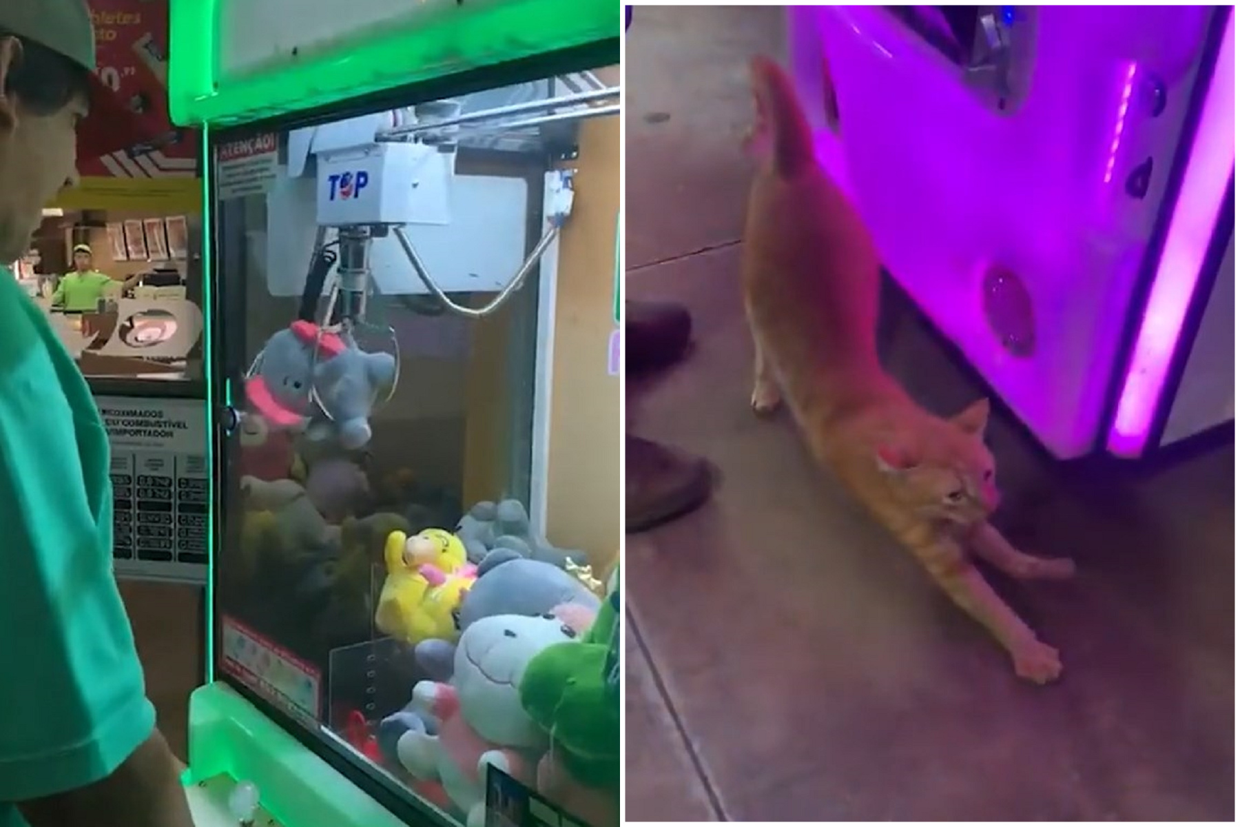 男玩夾娃娃機一次就上手，神準抓到大象娃娃！結果洞口掉出來一隻活貓。（翻自《每日郵報》）