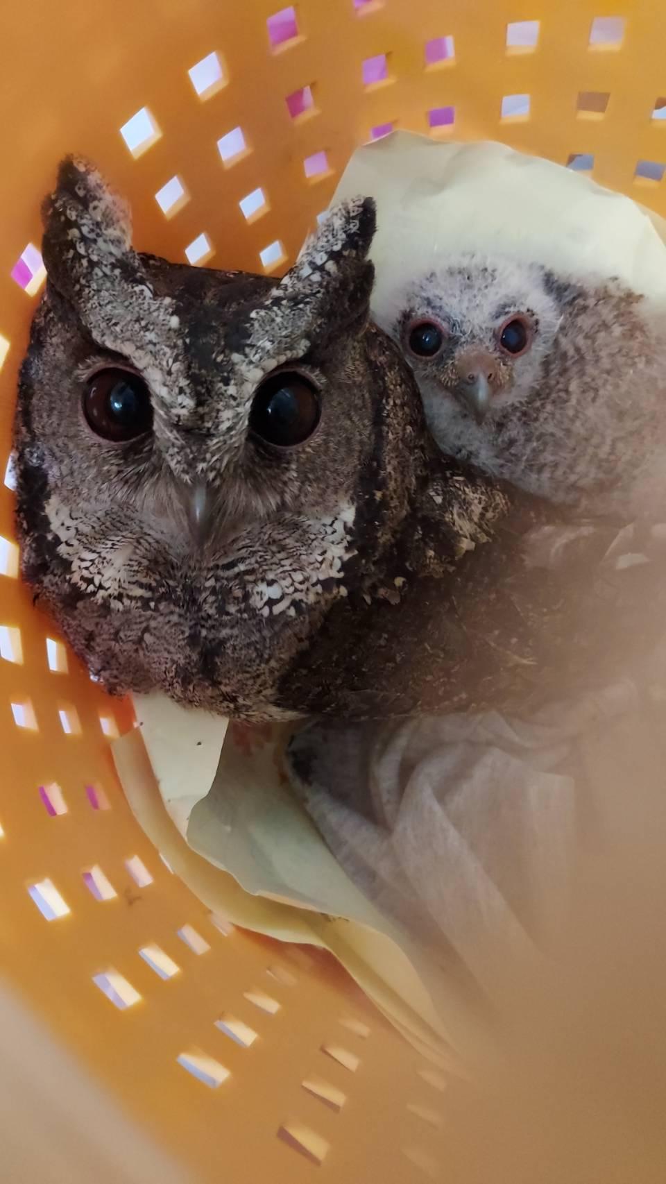 領角鴞成鳥及雛鳥。（新北動保處提供）