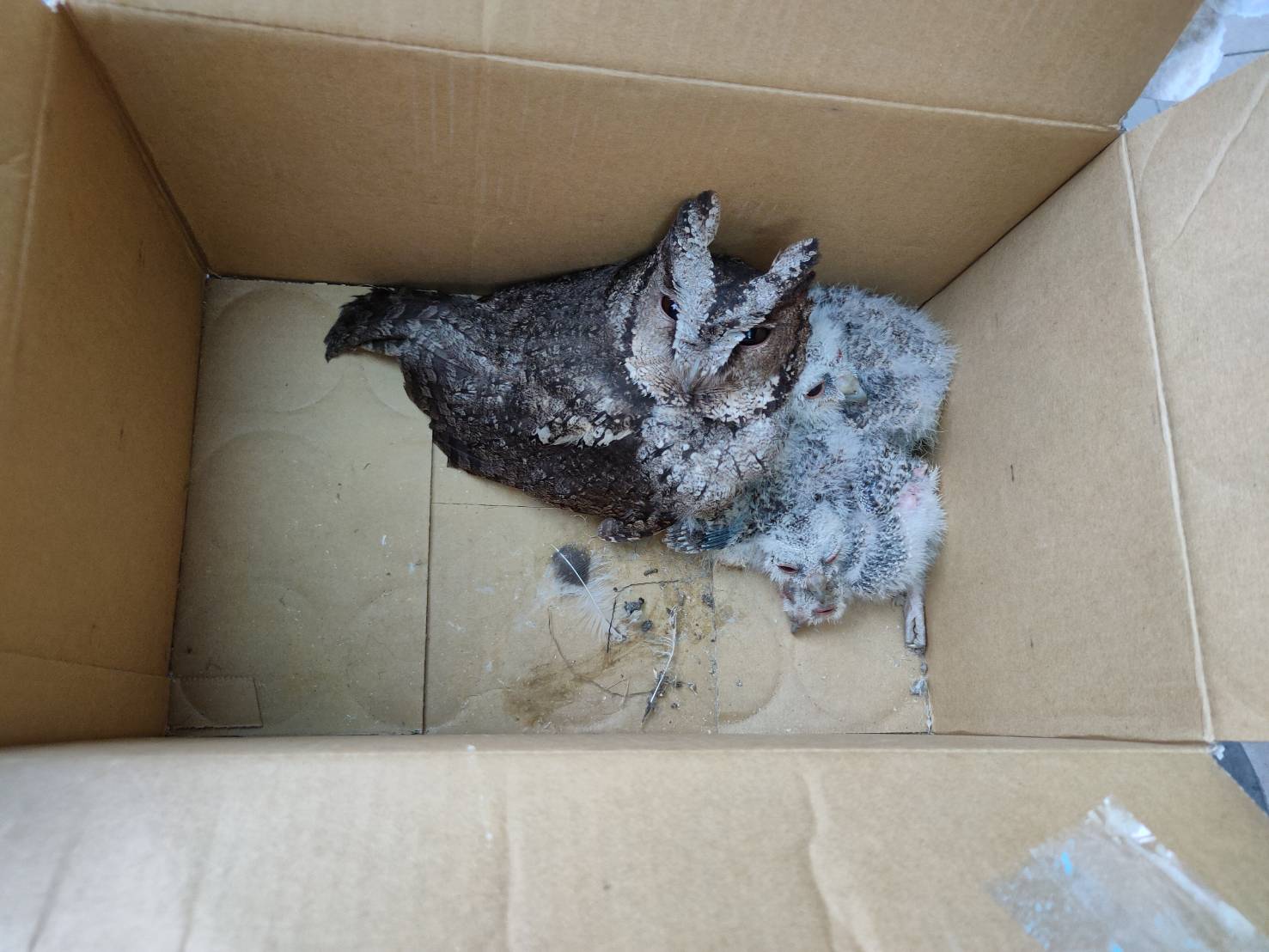 動保處一共發現1隻成鳥4隻雛鳥。（新北動保處提供）