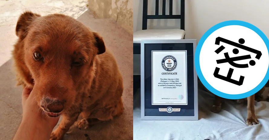 葡萄牙一隻阿蘭多獒犬波畢被金氏世界紀錄認證為「全球現存最長壽狗狗」。（翻攝臉書粉專「Guinness World Records」）