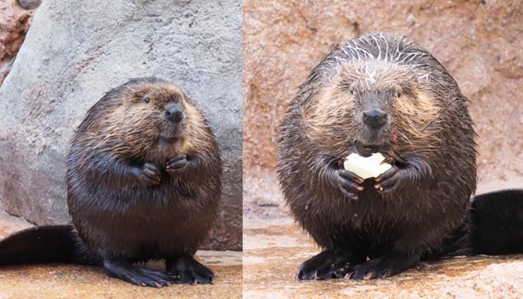 日本名古屋市東山動植物園有隻河狸因為體型圓潤,頗受網友喜歡。(示意圖,翻攝推特@higashiyama5555)