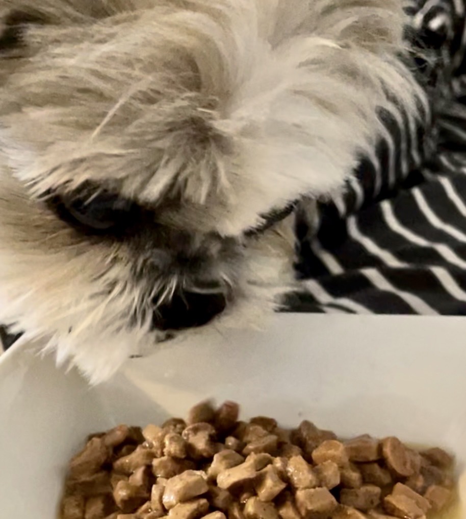 獸醫師表示，乾濕混合餵食，應用交替或組合的方式，讓寵物慢慢適應。（法國皇家公司提供）