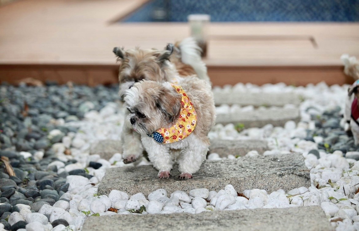 獸醫師提醒，與毛小孩共遊，千萬不要忽略牠們適應新環境時所承受的壓力。（法國皇家公司提供）