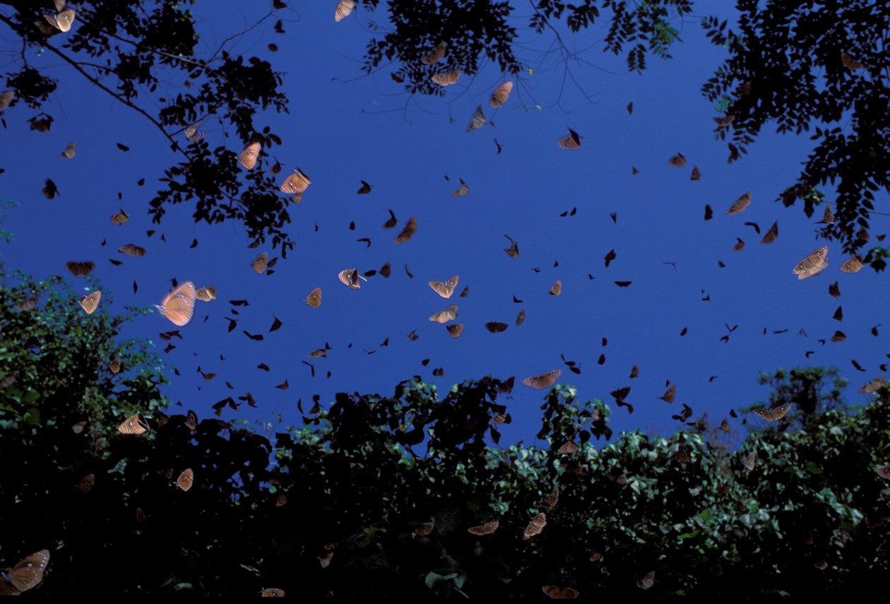 台灣南部低海拔的紫蝶幽谷是紫斑蝶越冬避寒的生態現象，也是世界少見的奇景。（詹家龍提供）