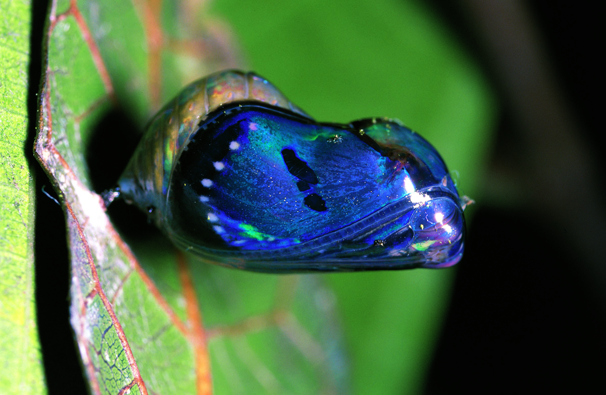 紫斑蝶的蝶蛹一週內能變化17種顏色，並散發鏡面般的金屬光澤。（牽猴子提供）