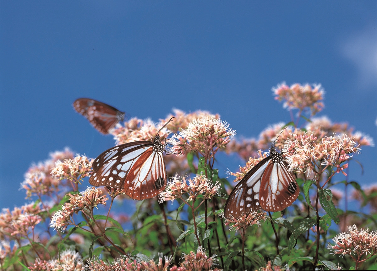 紀錄片《消失的紫斑蝶》記錄紫斑蝶的生命軌跡。（牽猴子提供）