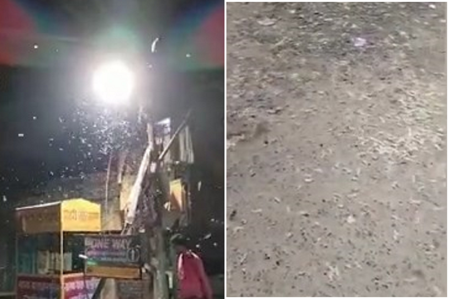 天有異相！這裡下起「超豪大蟲雨」，成千上萬蟲蟲從天而降。（翻自《每日郵報》）