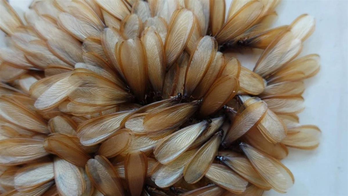 專家提出4點建議，可以避免白蟻入侵住家。（示意圖，Pixabay）