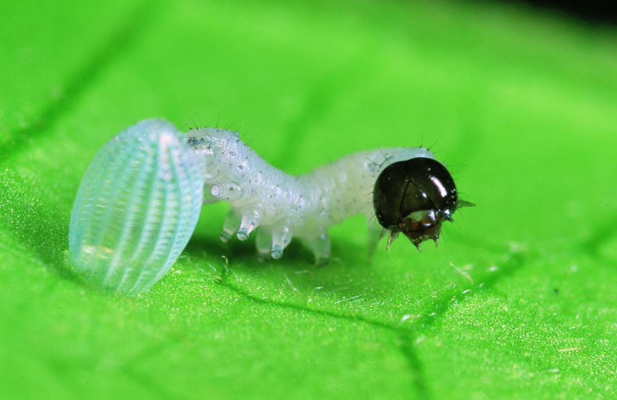紫斑蝶的毛毛蟲剛從蟲卵出來。(牽猴子提供)