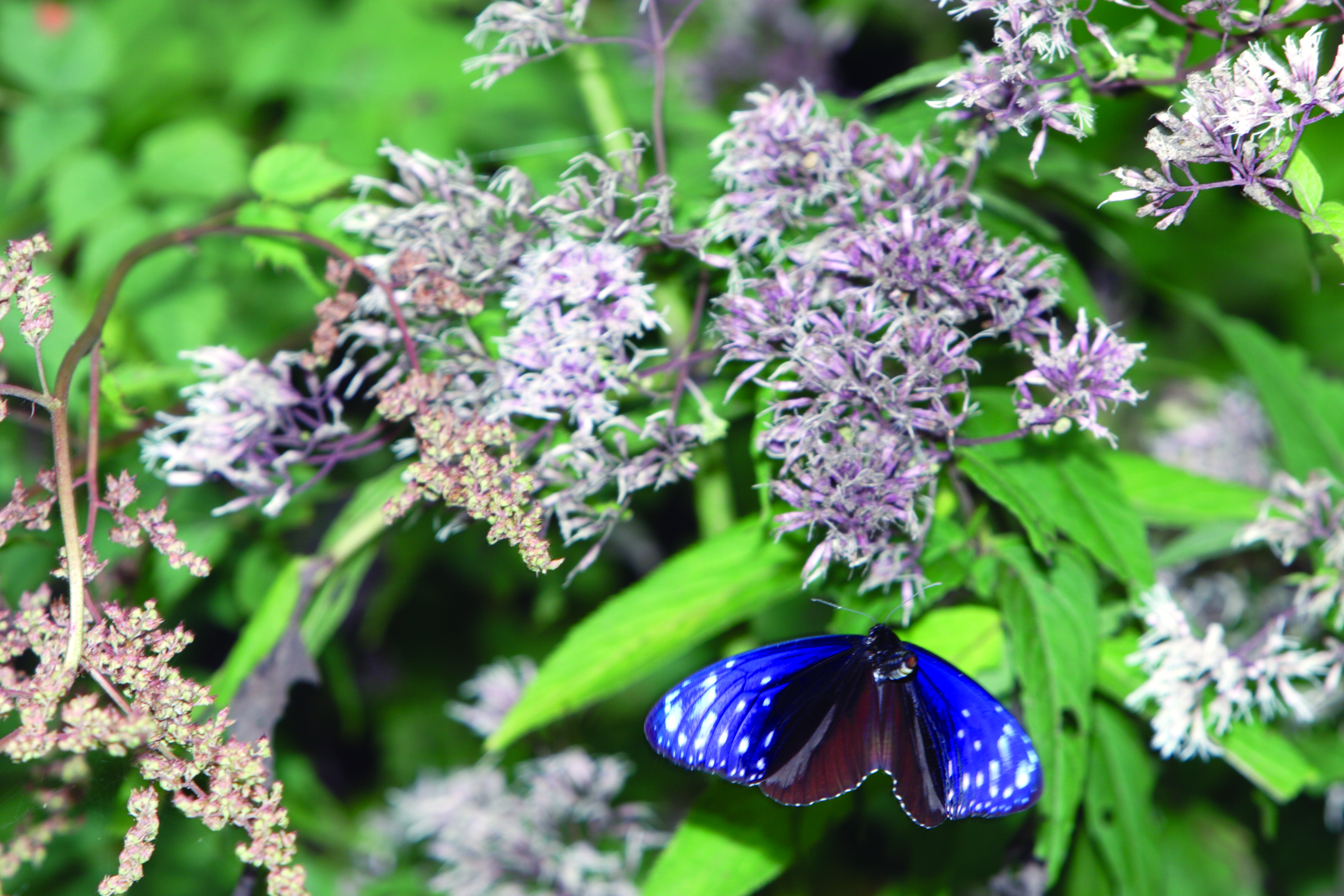 紫斑蝶是很普通的蝴蝶，但也是台灣最壯觀、最重要的蝴蝶。（牽猴子提供）
