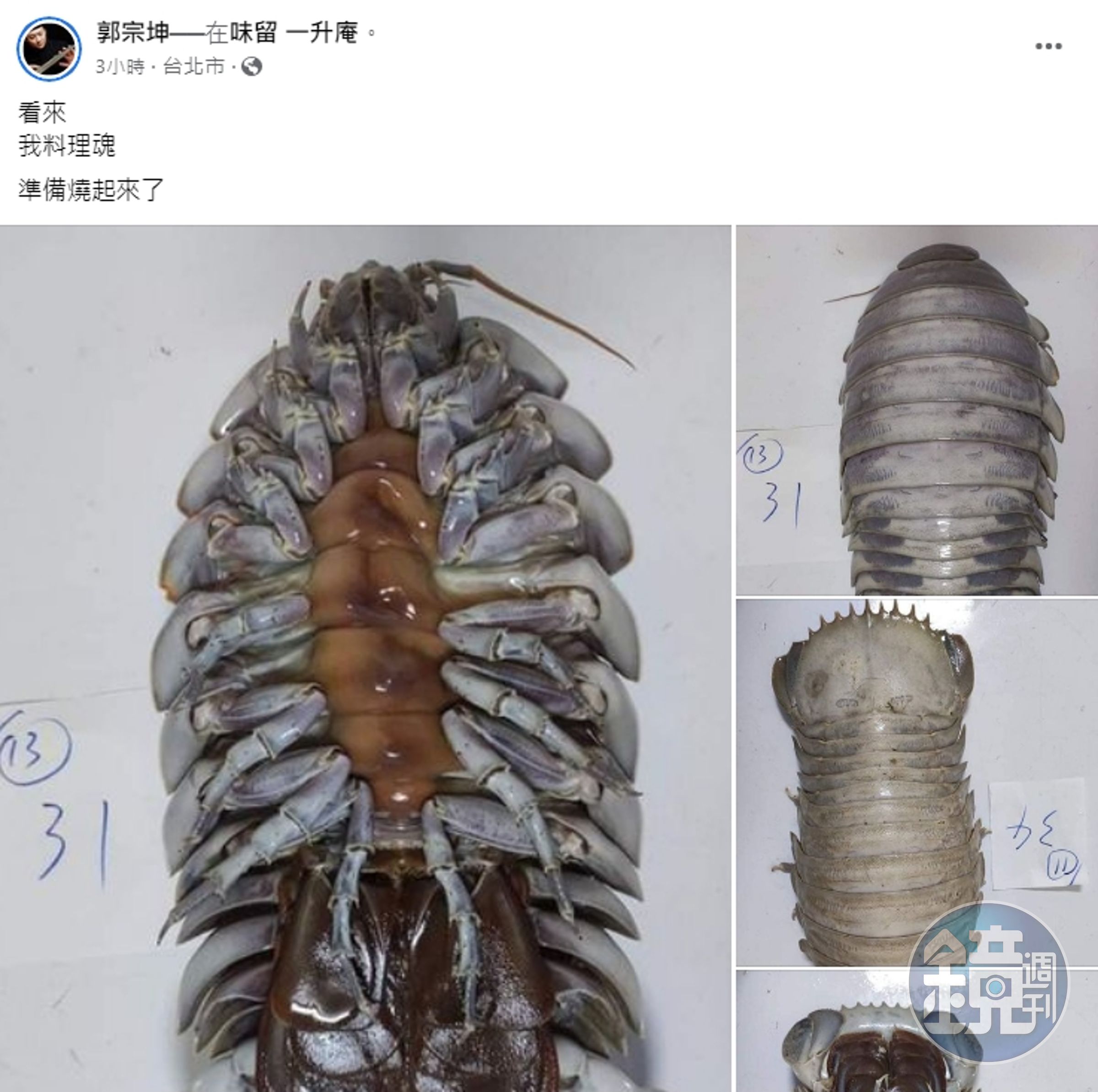 郭宗坤入手近日網路爆紅的大王具足蟲,並曬出清楚的翻身照片。(翻攝自郭宗坤臉書)