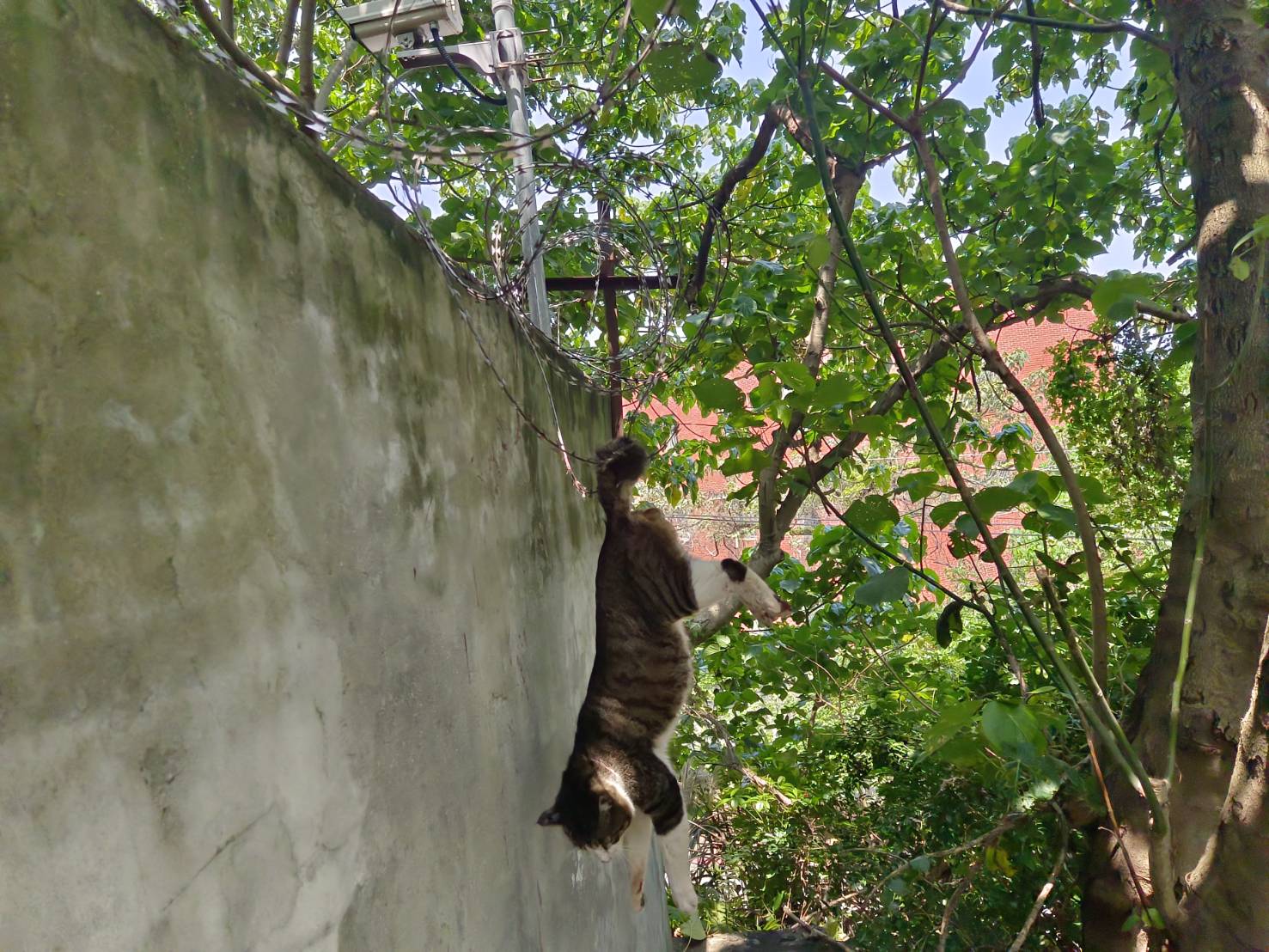 尾巴勾住無法上下的胖虎斑貓。（新北動保處提供）