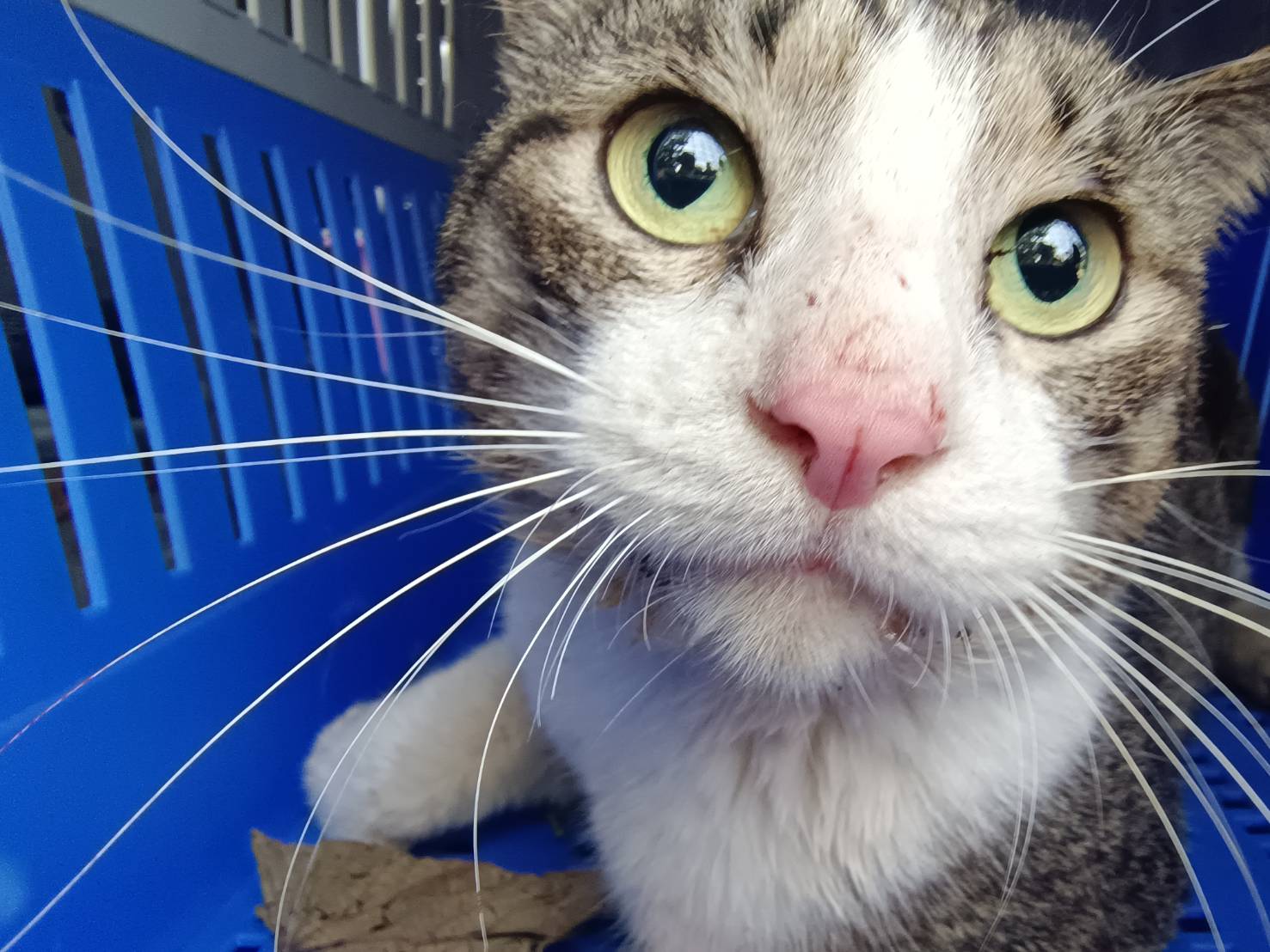 在運輸籠內脫困的胖虎斑貓。（新北動保處提供）