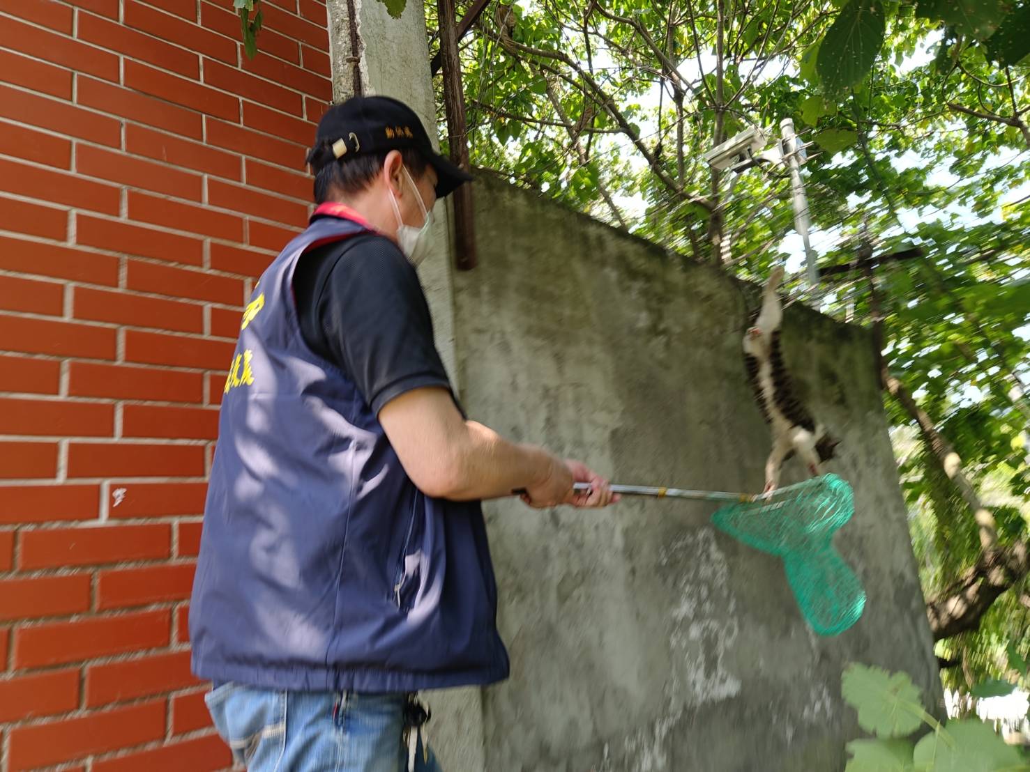 救援人員利用捕貓網網住胖虎斑貓。（新北動保處提供）